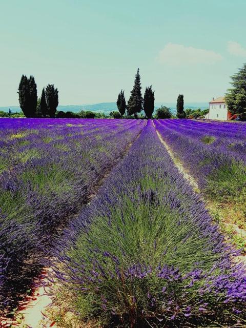 Le Mas De La Glycine Roussillon en Isere Zewnętrze zdjęcie