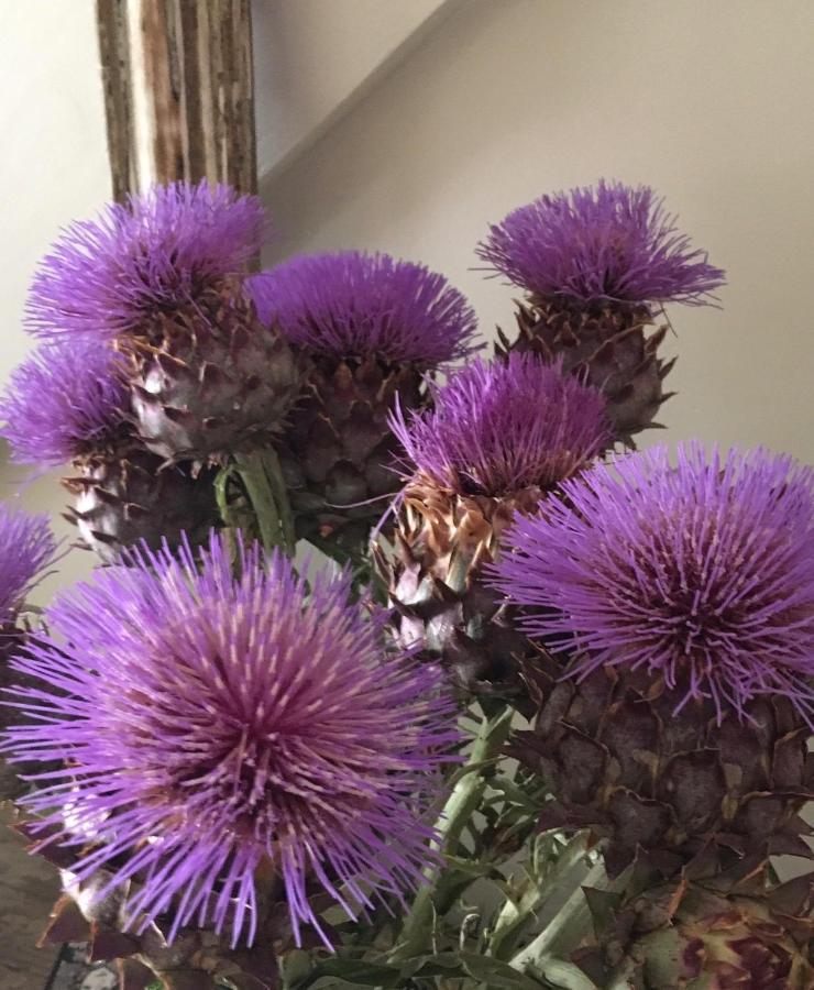 Le Mas De La Glycine Roussillon en Isere Zewnętrze zdjęcie